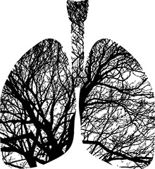 lungs are the most external organ in the human body