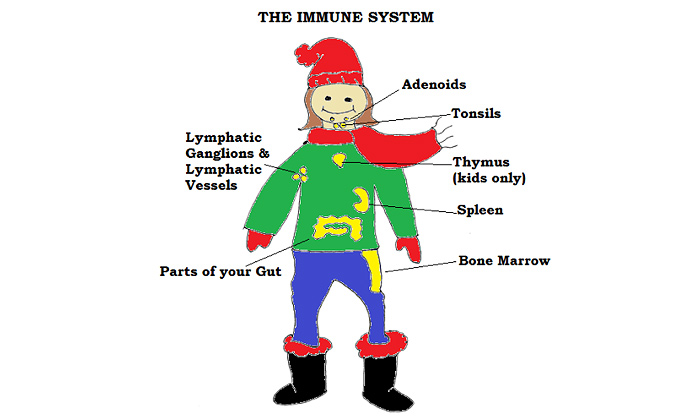 immune system diagram