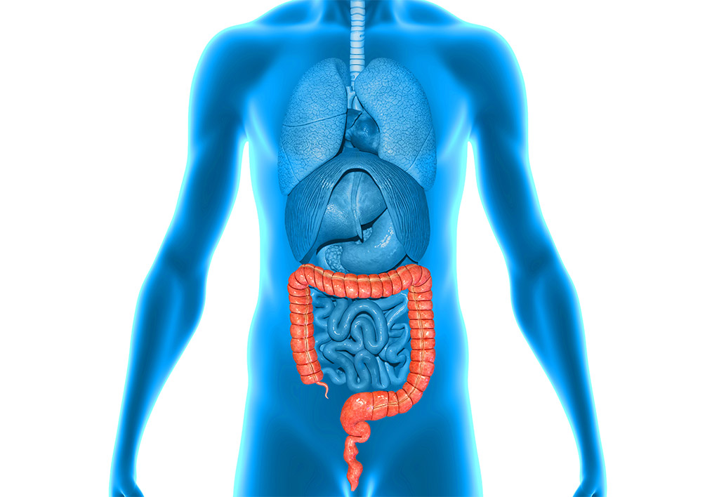 Large Intestine Health  Affected By Diet And Emotions