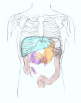 liver diagram