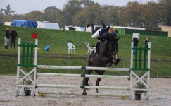 horseback eventing whipeout