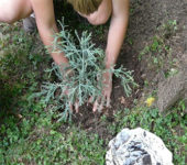 gardening may have some mental health benefits