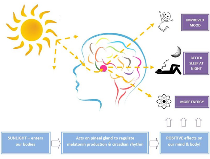 the circadian rhythm of human beings