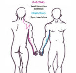 the small intestine meridian