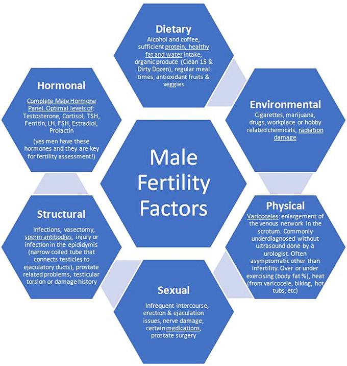 male fertility factors