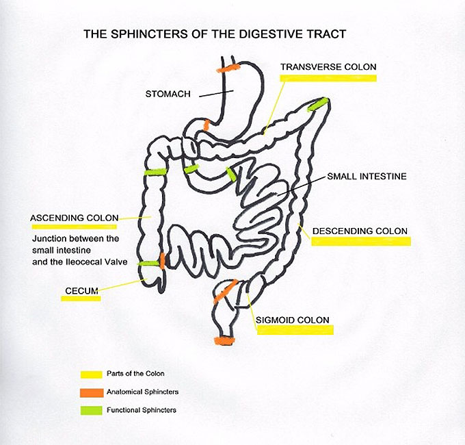 The Colon: This Overlooked Organ is Causing You More Trouble Than You