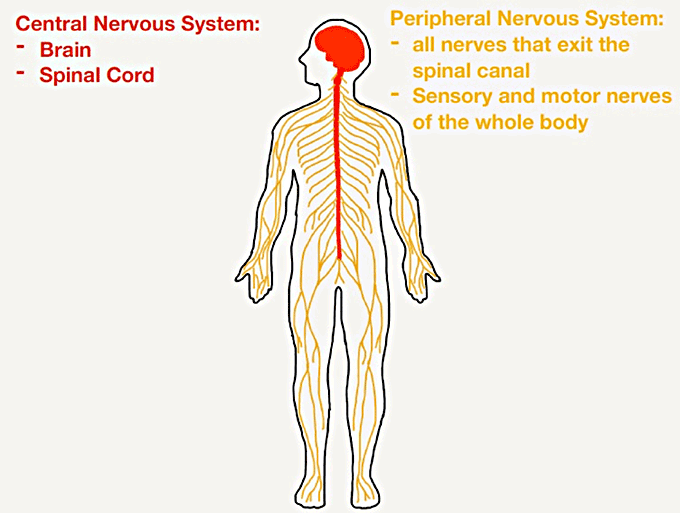 nervous system diagram