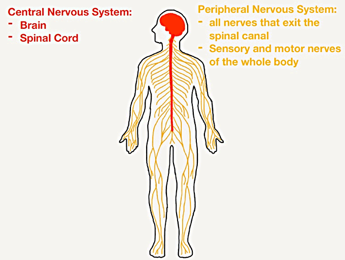 Depression: An Osteopathic View - by Natalie Pateman ... fox nervous system diagram 