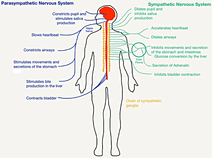 sympathetic parasympathetic nervous system diagram