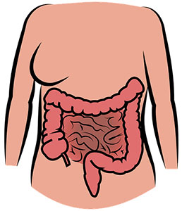gastrointestinal tract