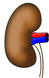 a kidney