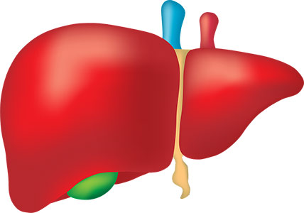 the liver