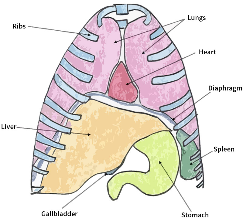 front view diagram of the diaphragm