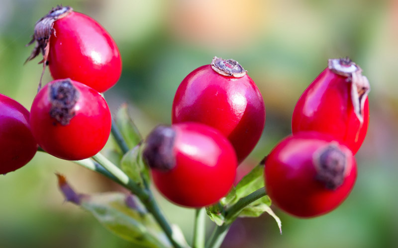 Rose Hips