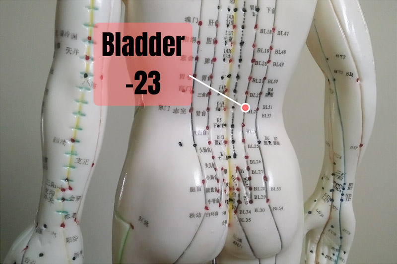 bladder 23 location