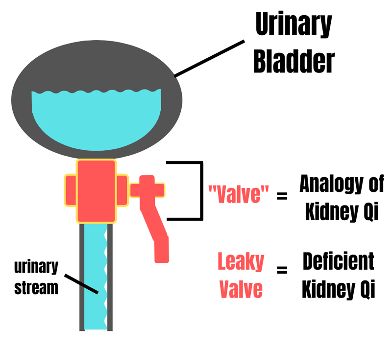 urinary bladder diagram